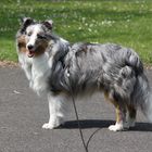 Sheltie Merlin 8