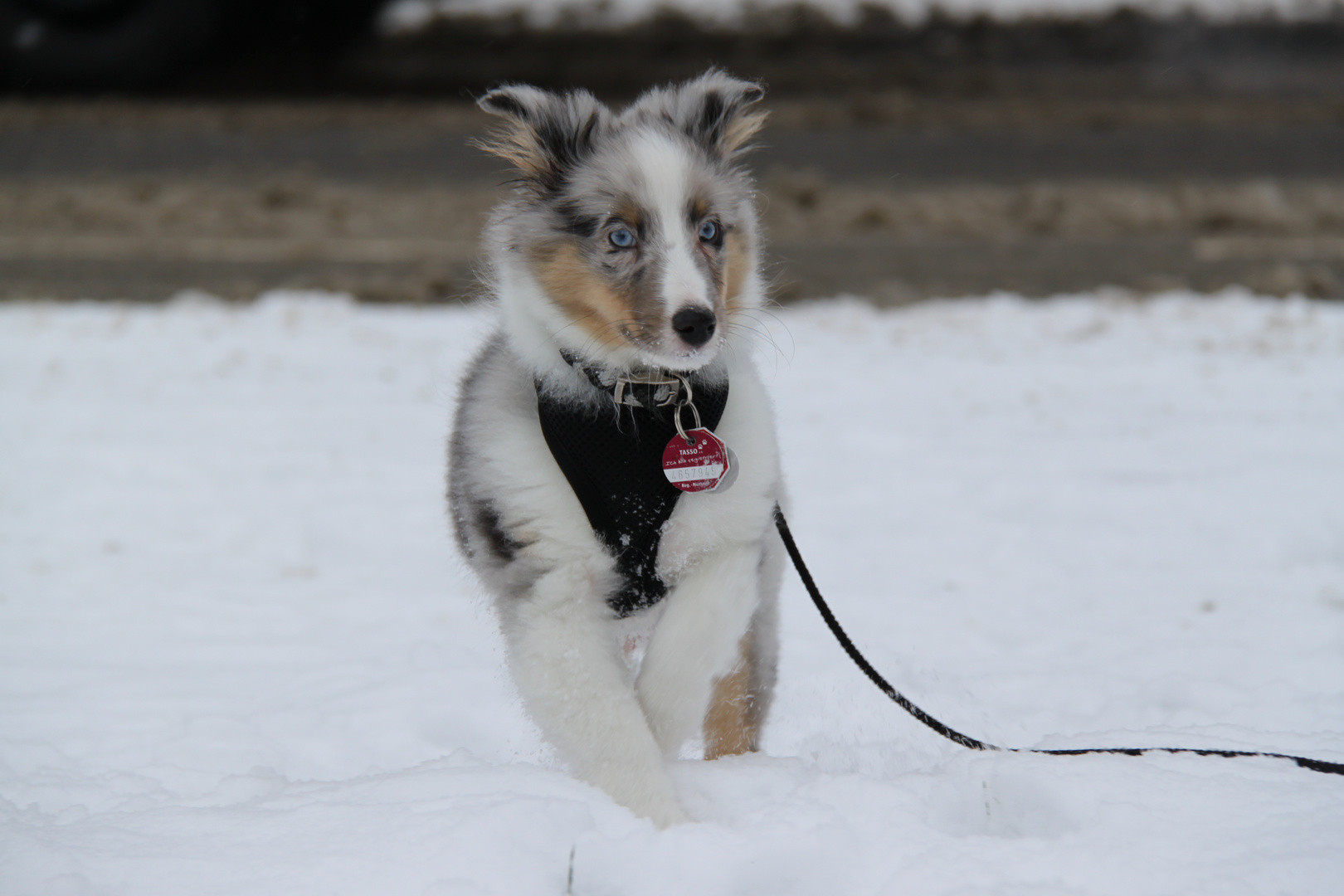 Sheltie Merlin im Schnee