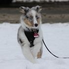 Sheltie Merlin im Schnee