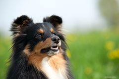 Sheltie mit Frauchen