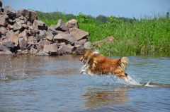 Sheltie Moses?