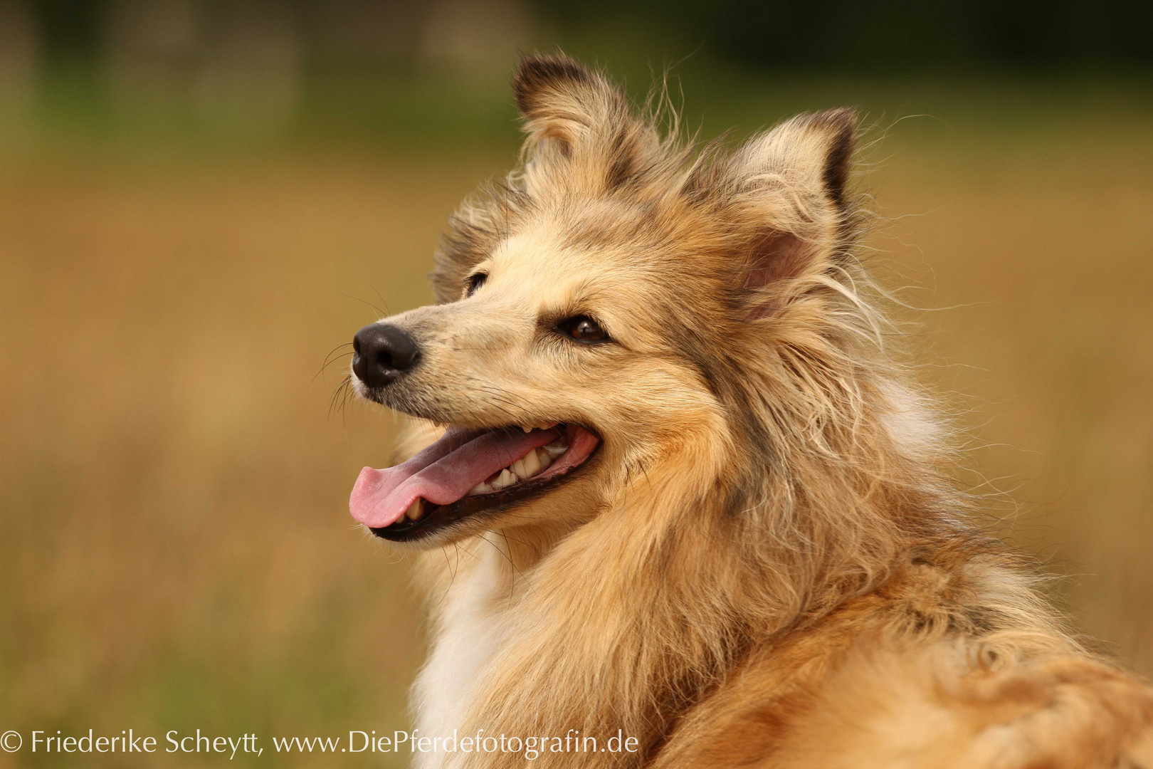 Sheltie "Nova" 2