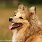 Sheltie "Nova" 2