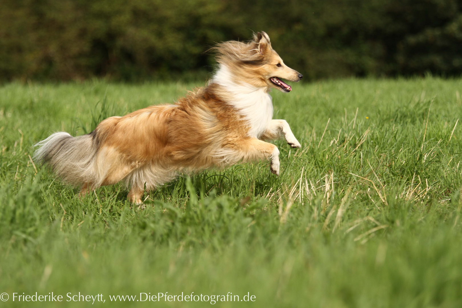 Sheltie "Nova"