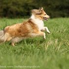 Sheltie "Nova"