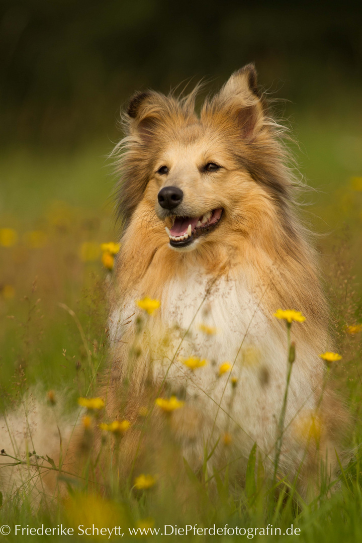 Sheltie "Nova"