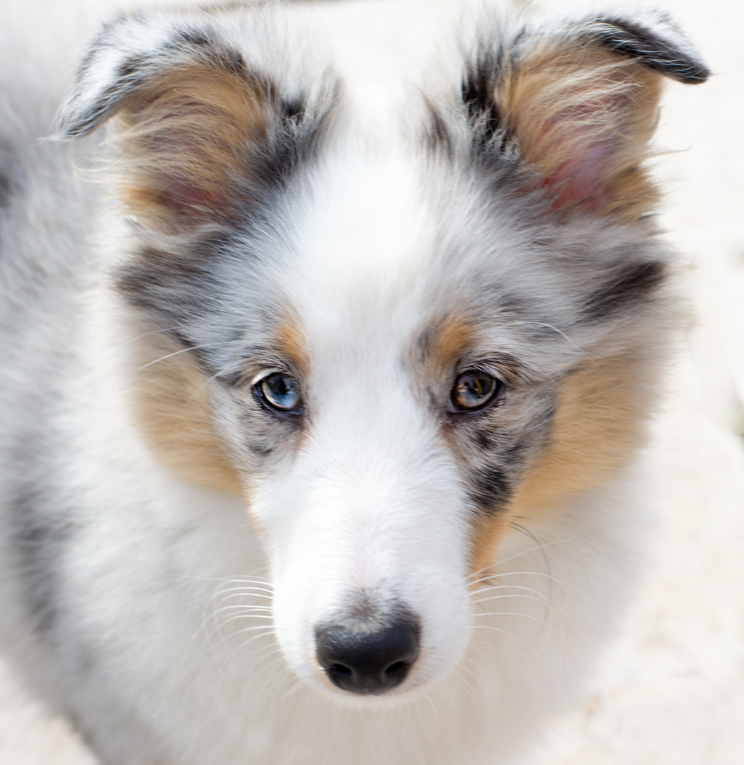 Sheltie Otto