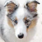 Sheltie Otto