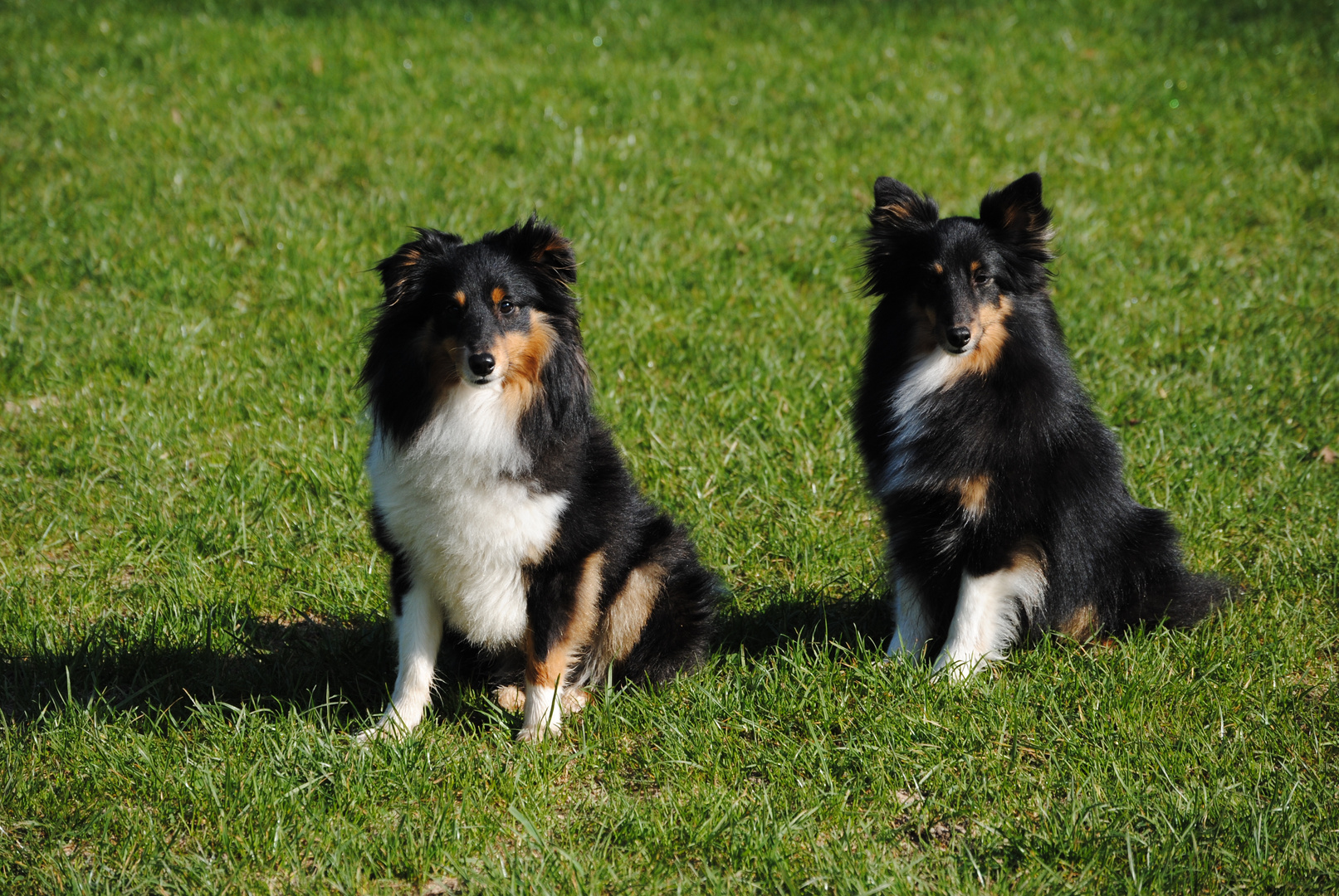 Sheltie-Pärchen