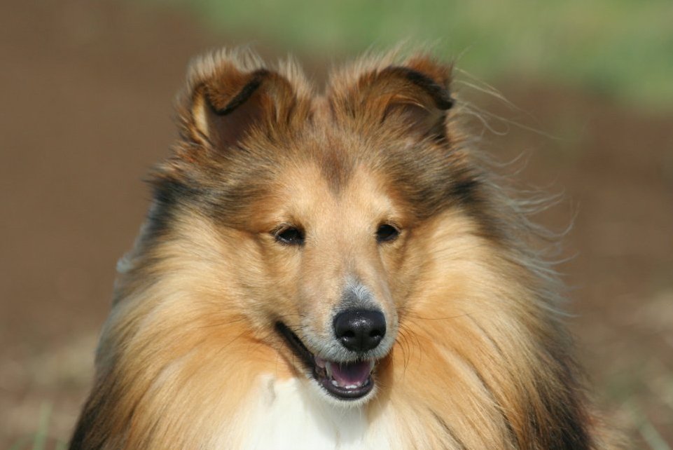 Sheltie Portrait