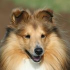 Sheltie Portrait