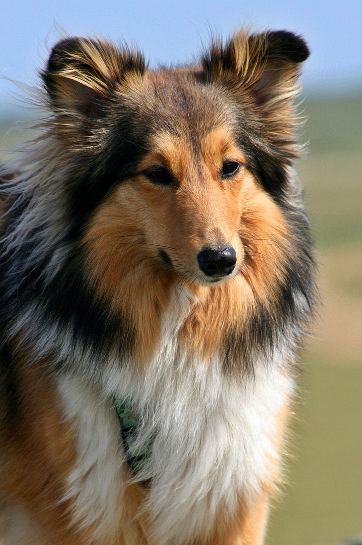 Sheltie-Portrait