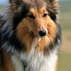 Sheltie-Portrait