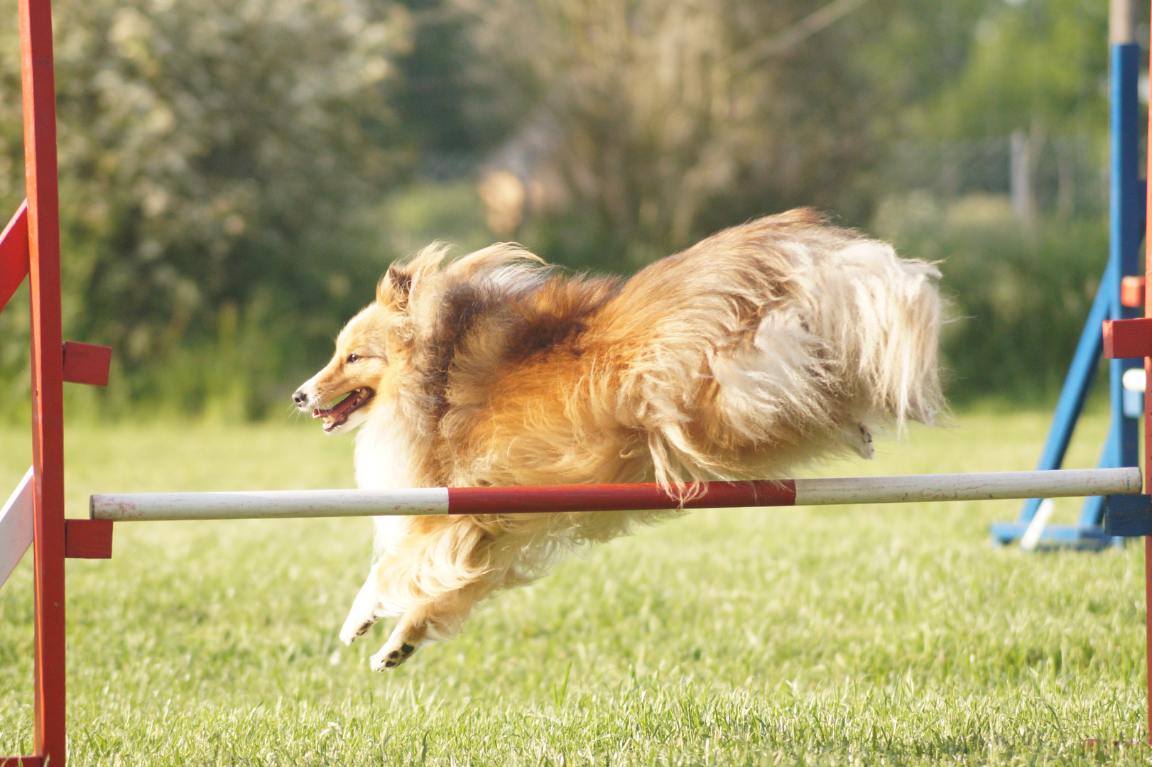 Sheltie Power 