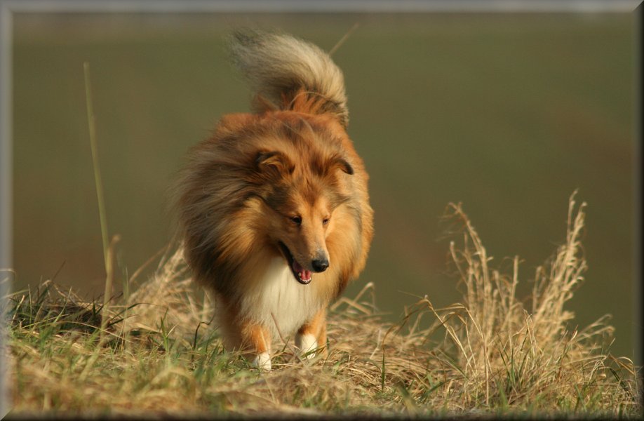 Sheltie Spaziergang im Herbstgras