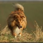 Sheltie Spaziergang im Herbstgras