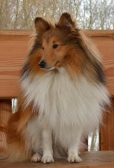 Sheltie Tjure 2013