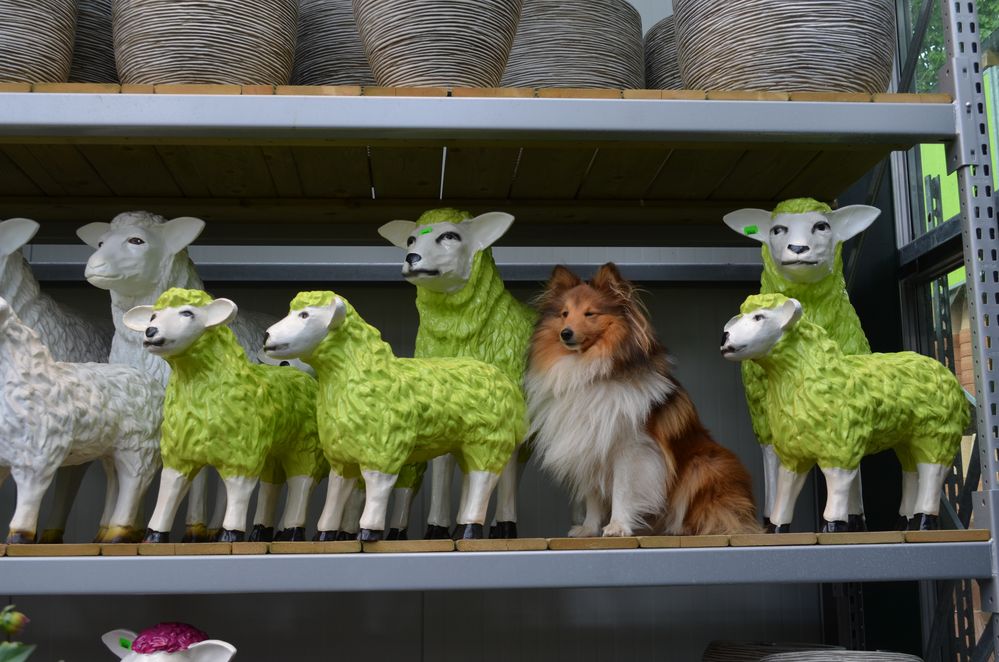 Sheltie Tjure als Hütehund