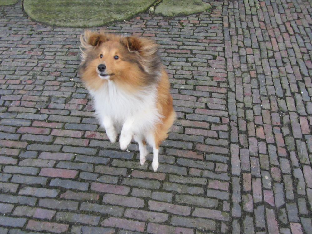 Sheltie Tjure im Flug.