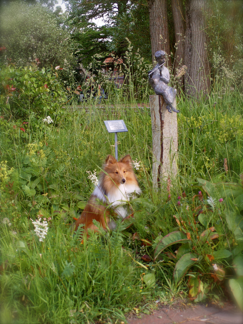 Sheltie Tjure in Bad Zwischenahn