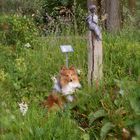 Sheltie Tjure in Bad Zwischenahn