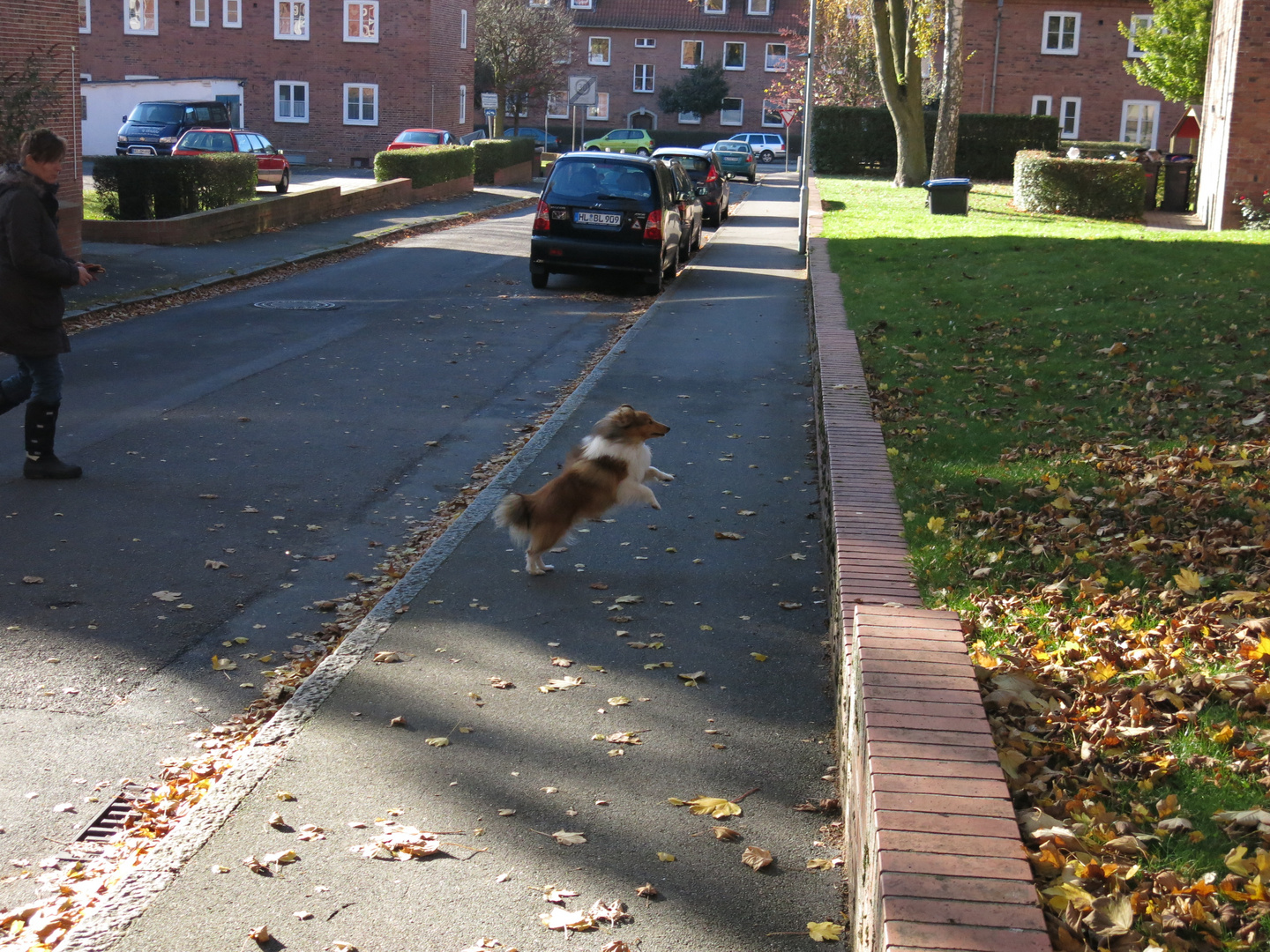 Sheltie Tjure setzt zum Sprung an.