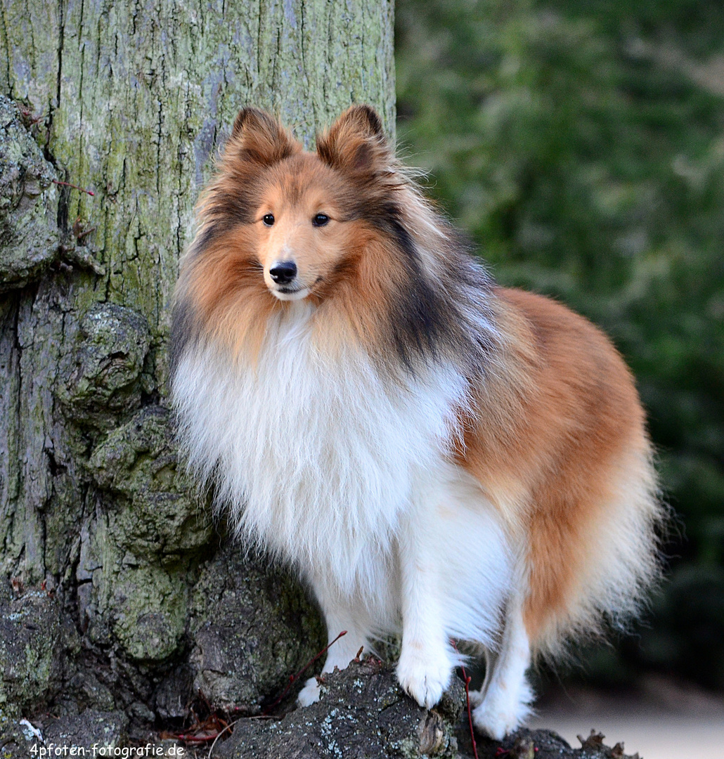 Sheltie Tjure :-) Spass