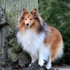 Sheltie Tjure :-) Spass