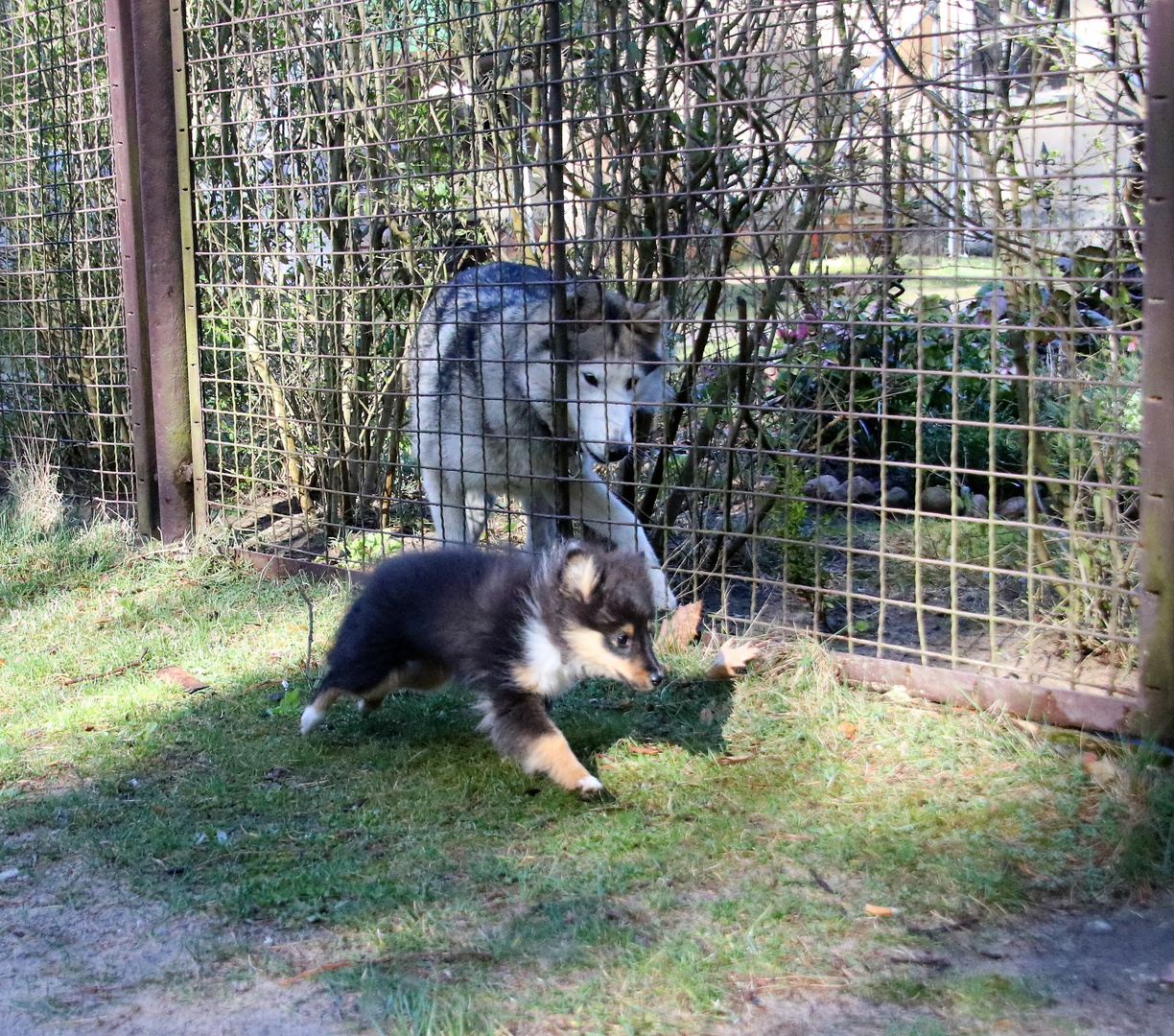 Sheltie trifft Husky