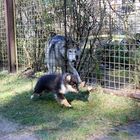 Sheltie trifft Husky