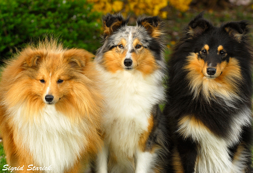 Sheltie-Trio