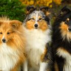 Sheltie-Trio