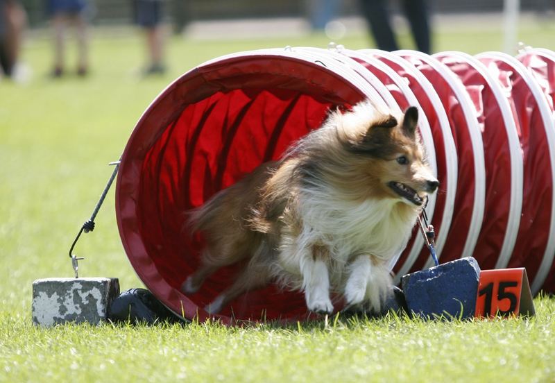 Sheltie Tunnel