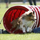 Sheltie Tunnel