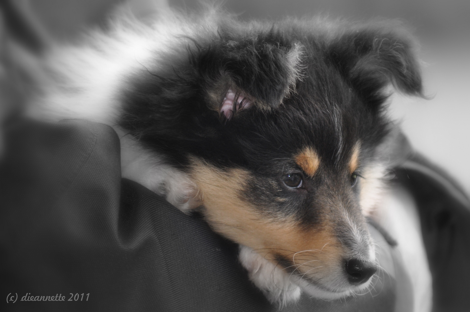 Sheltie-Welpe