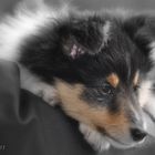 Sheltie-Welpe