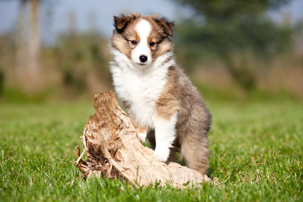 Sheltie Welpe