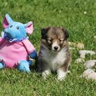 Sheltie - Welpe