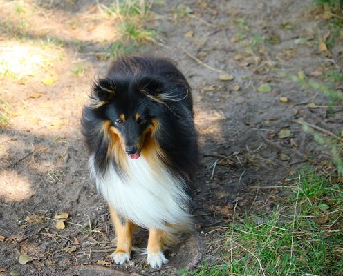 Sheltie Wickie im Wind