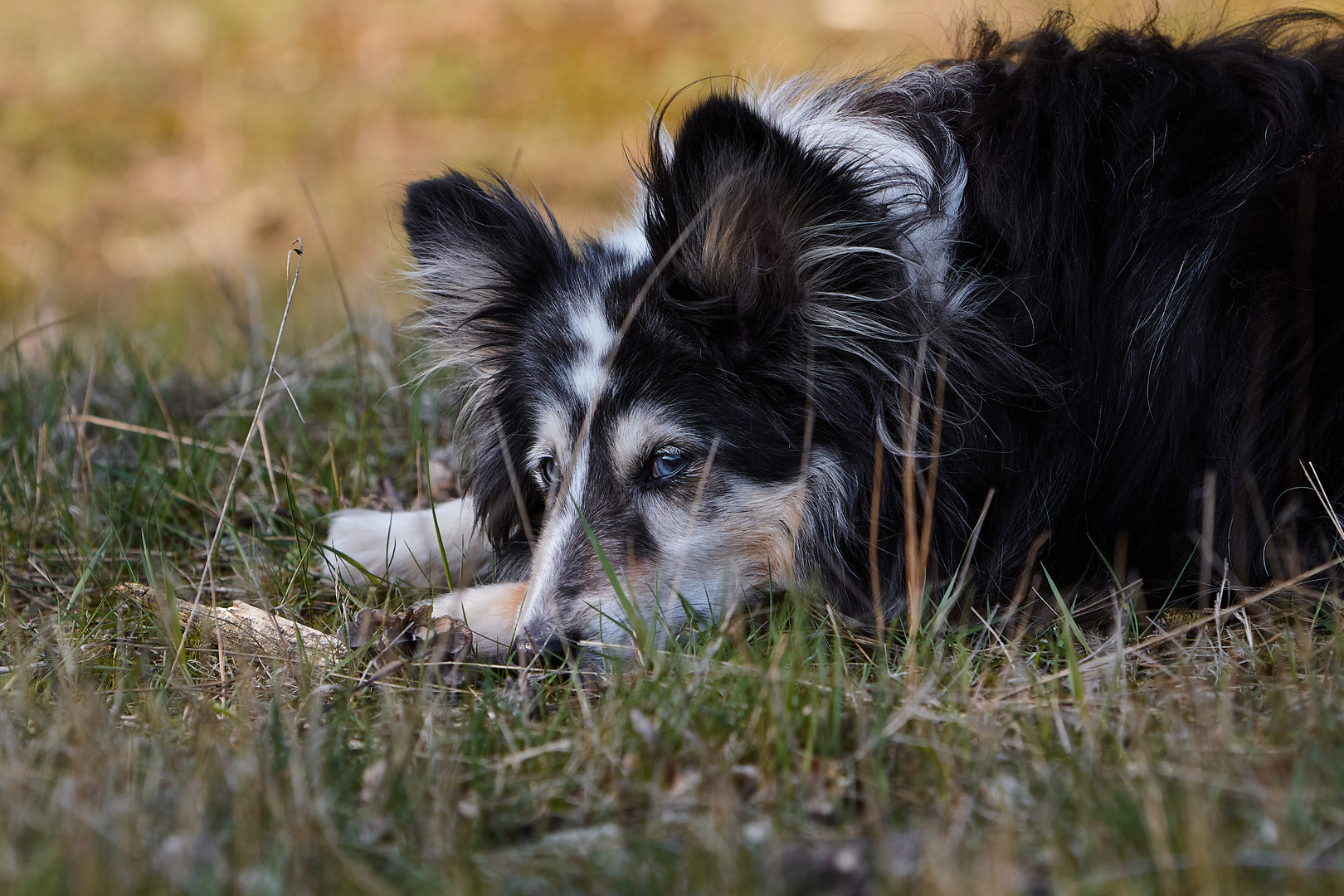 Sheltie.2