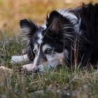 Sheltie.2