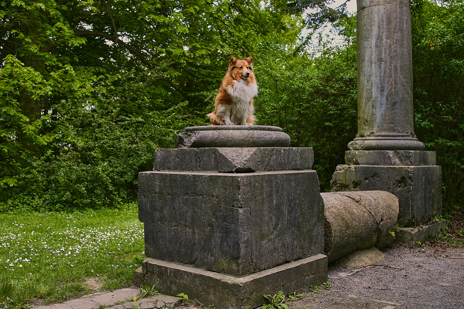 Sheltie.6