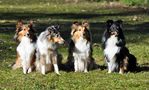 Shelties