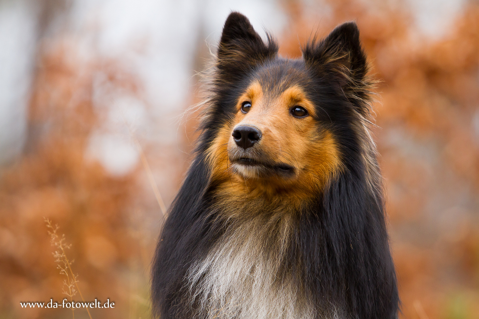 Sheltiebub Lando 