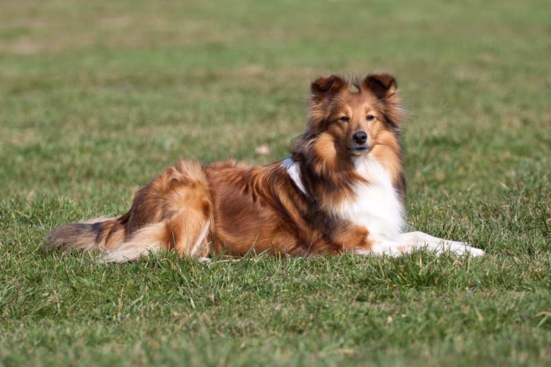 Sheltiedame Kira genießt die Sonne