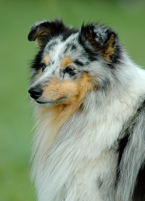 Sheltiehündin blue merle, Ausstellung Britische Hütehunde Foto & Bild