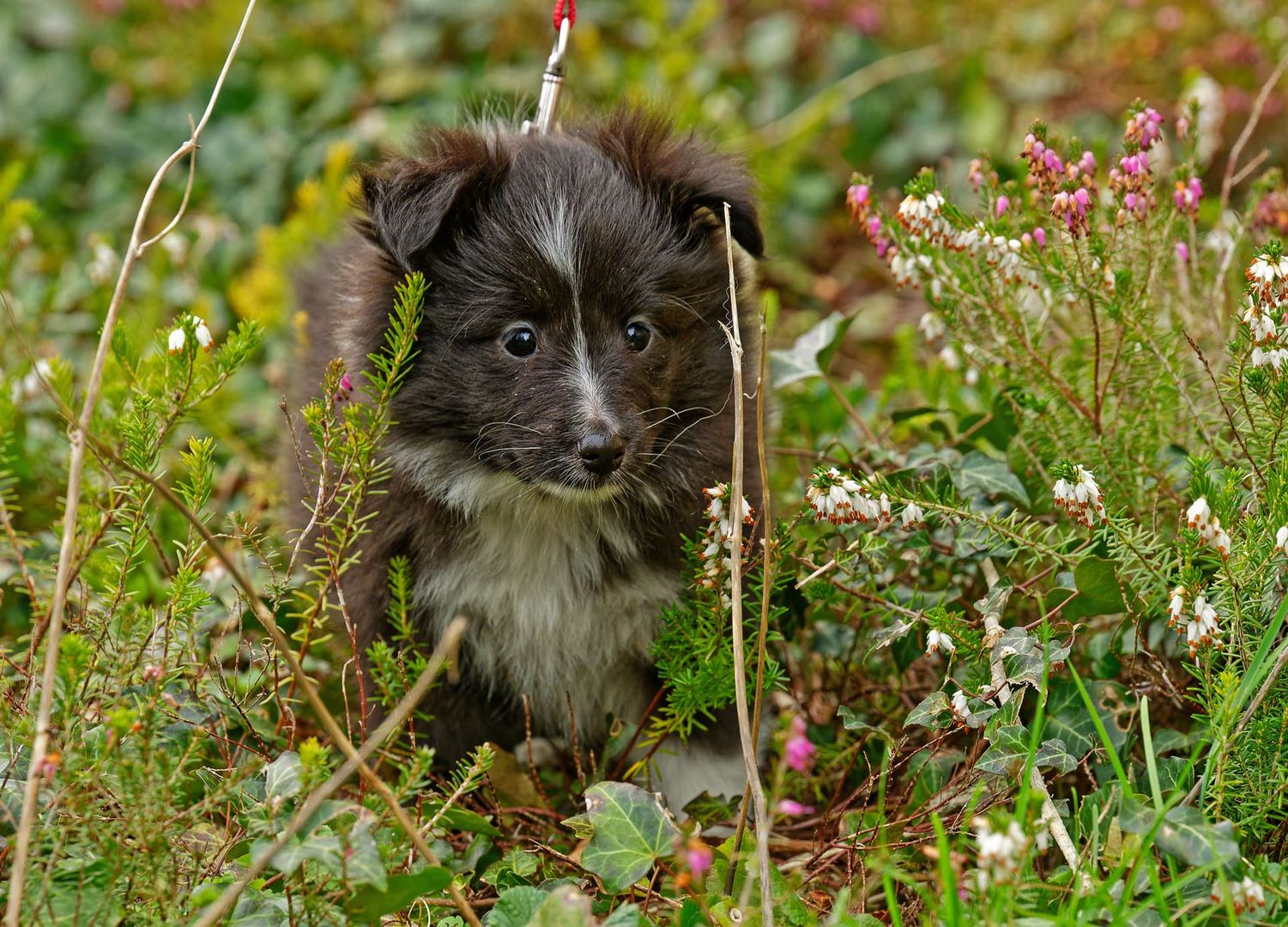 Sheltiekind  1