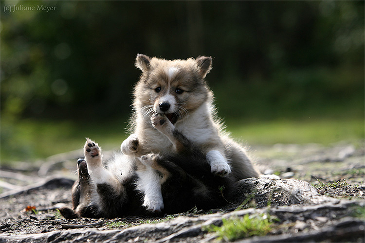 Shelties