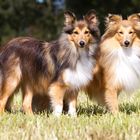 Shelties