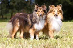 Shelties